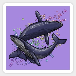 Humpback Whales and Bubbles Sticker